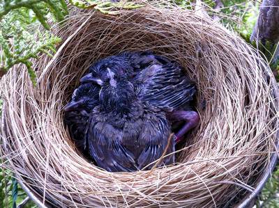 Nid avec 3 jeunes Bulbuls Cafer
