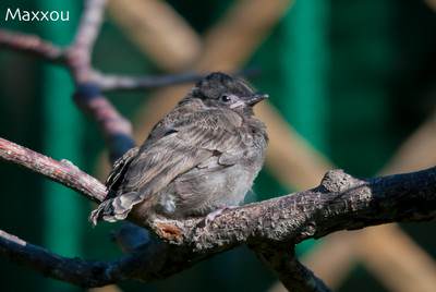 Jeune Bulbul à ventre rouge