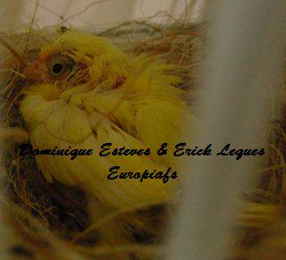 jeune canari au nid