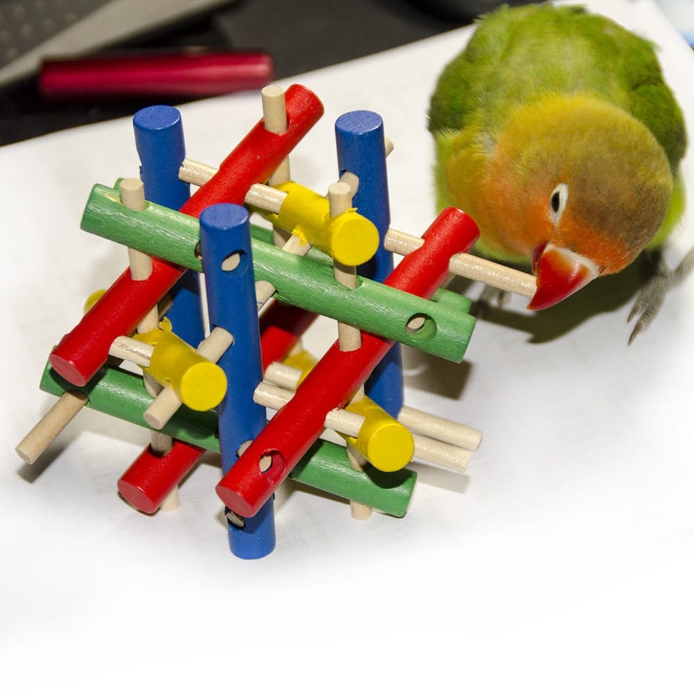 Jouets perruches