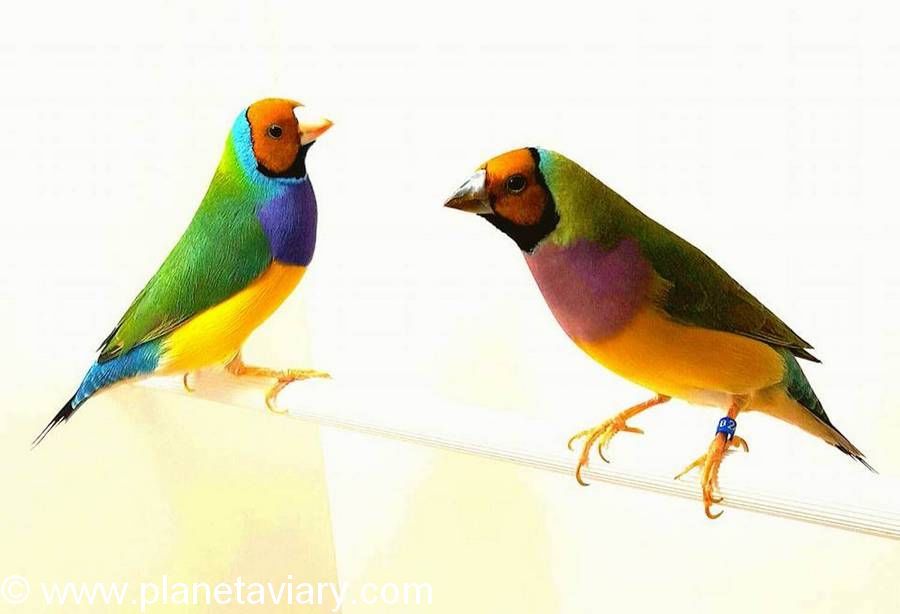 Intro Gould photo 4 couple tête orange
