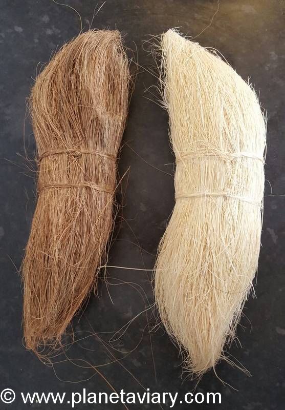 Partie 3 Reproduction Gould Fibre Coco blanchie 7