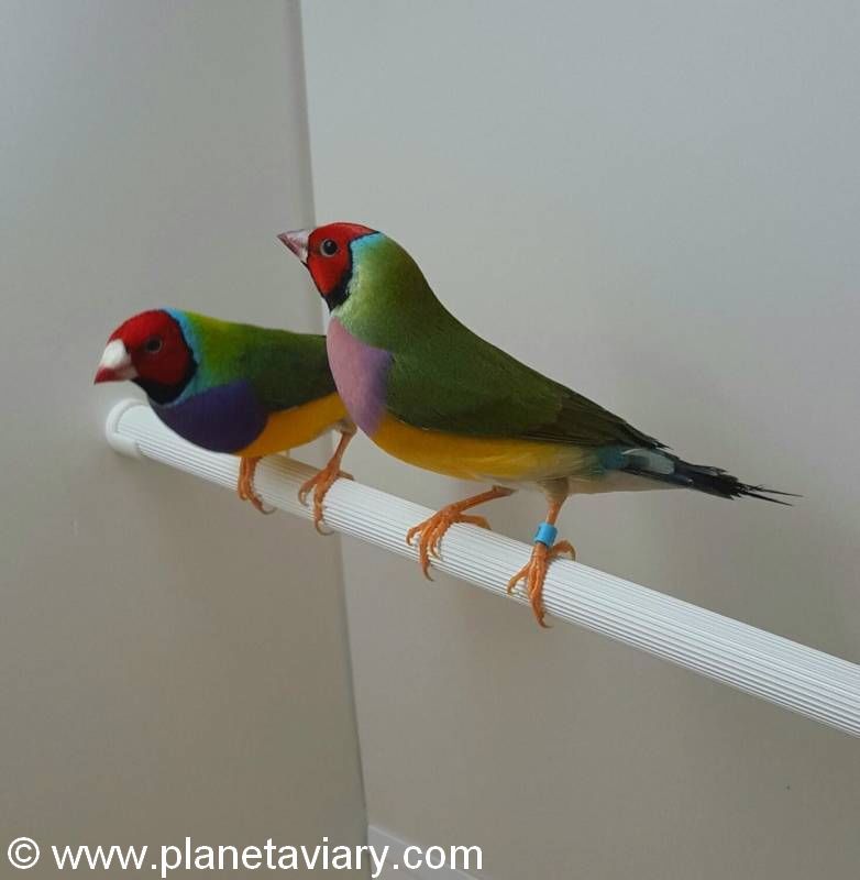 Partie 3 Reproduction Gould couple têtes rouges 13