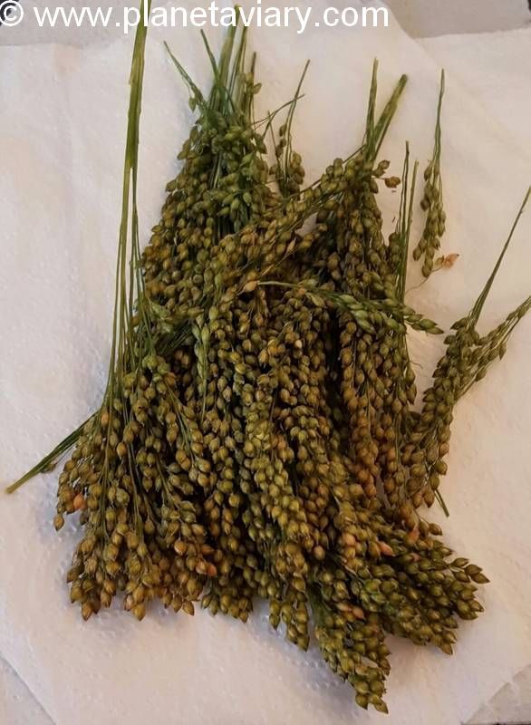 Partie 4 Millet vert frais 2