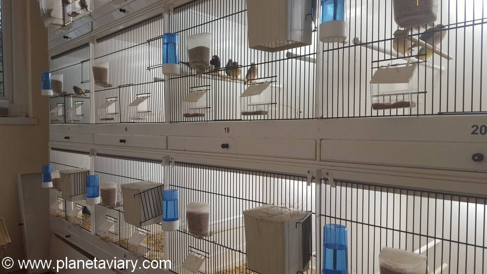 Partie 6 cages pièce élevage gould Paul bancroft 2