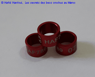 Bagues fermées Hafid Hanfaoui