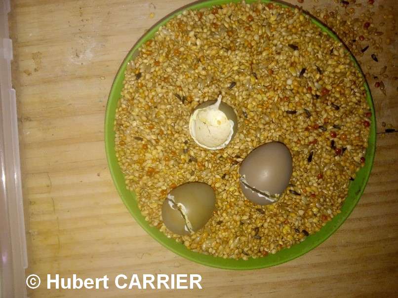 Oeufs Caille Chine éclos