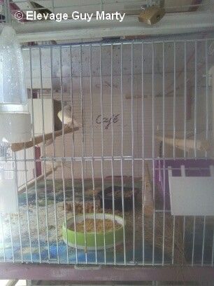 canaris malinois dans cage