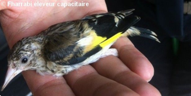 Chardonneret parva jeune écolage 2