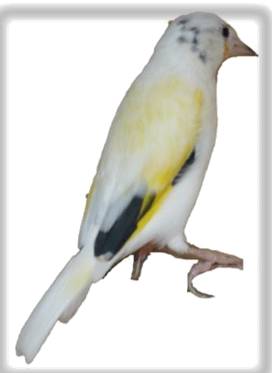 Chardonneret parva jeune écolage