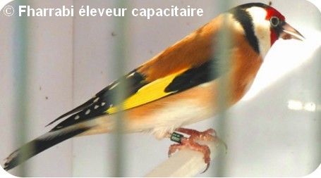 Chardonneret parva mâle