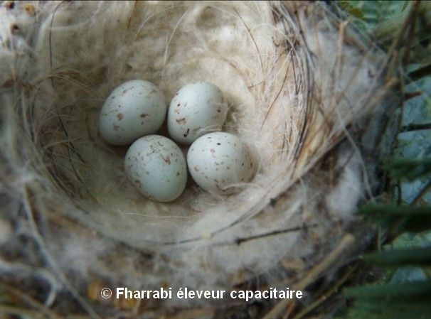 Oeufs chardonnerets parva nid