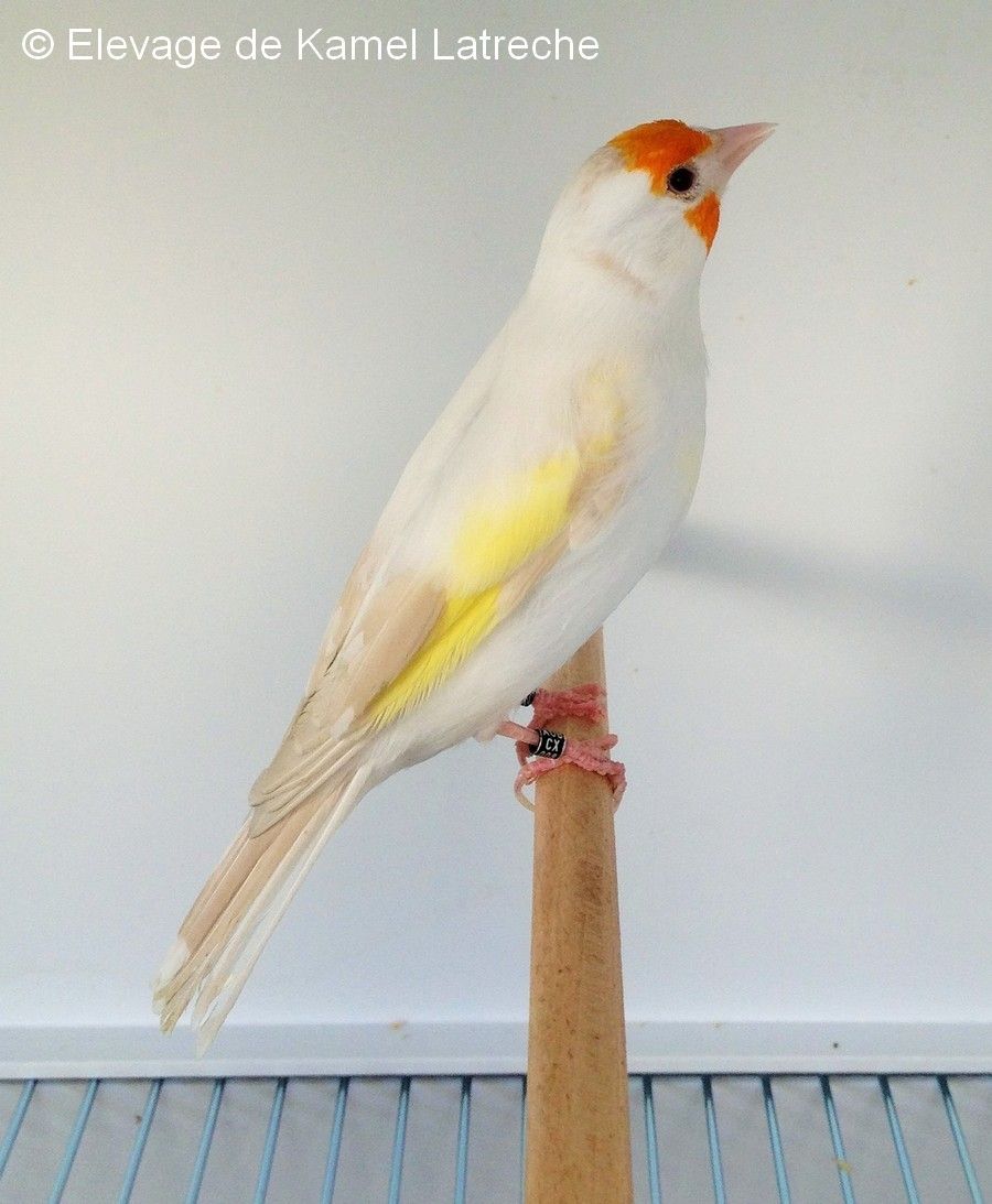 femelle chardonneret satinée
