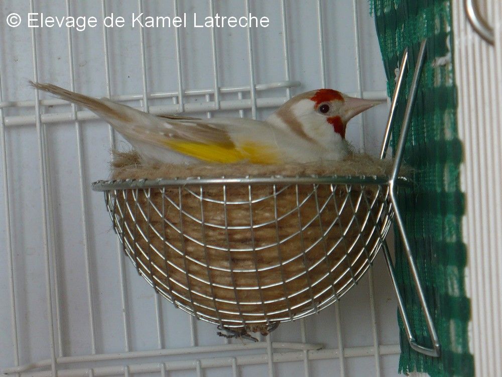 Femelle satinée qui couve.