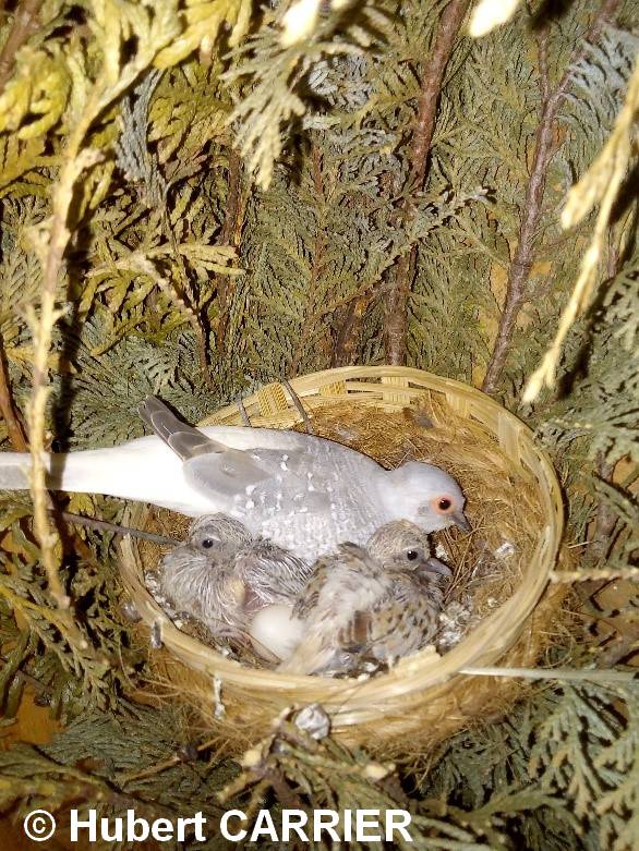 Colombe diamant Femelle Nid volière extérieure nid canaris