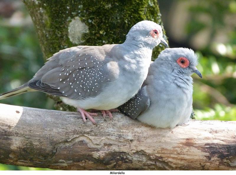 Couple Colombe Diamant Phénotype Sauvage