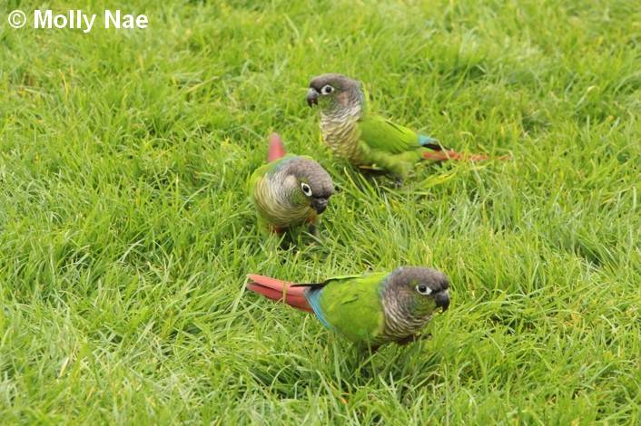 Conure Molina groupe herbe 3