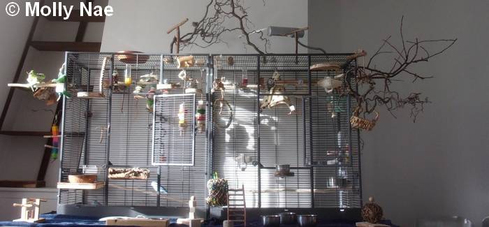 Conure Molina logement volière intérieure 4