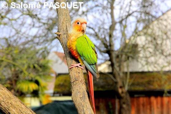 Conure Molina mutation opaline cinnamon 19