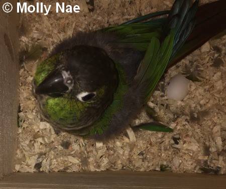 Conure Molina reproduction oeuf fecondé 10
