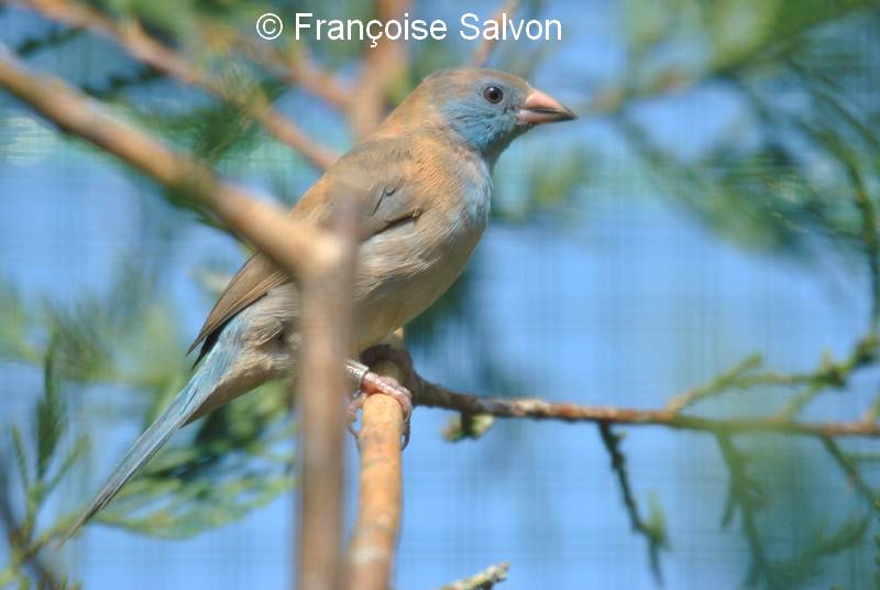 Cordon bleu joues femelle sur branche 17
