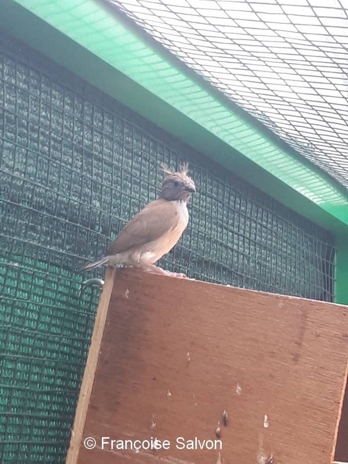 Cordon bleu joues jeune sur nid 14
