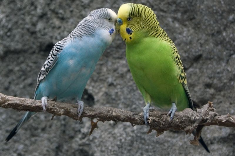 Couple de perruches ondulées