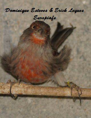 Femelle Canaris bronze
