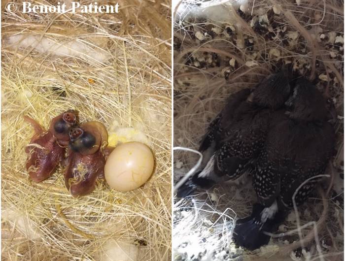 Evolution oisillons type sauvage (année 2019 sous Moineau du Japon)