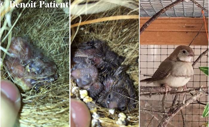 Evolution oisillons mutation brune  année 2019 en volière