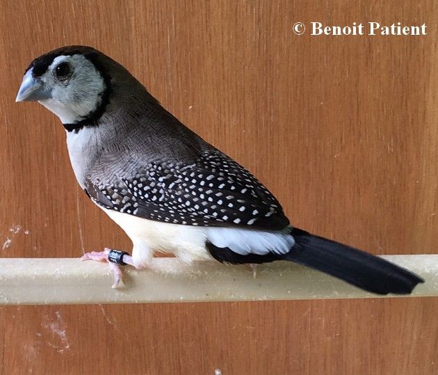 Photo 2019 Mâle Diamant Bichenov  âgé 6 ans  bagué  2013