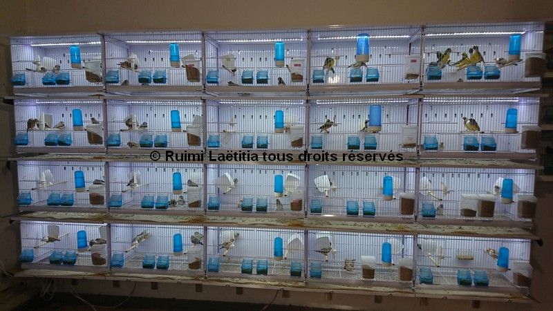 Cages mandarins periode repos LR 10