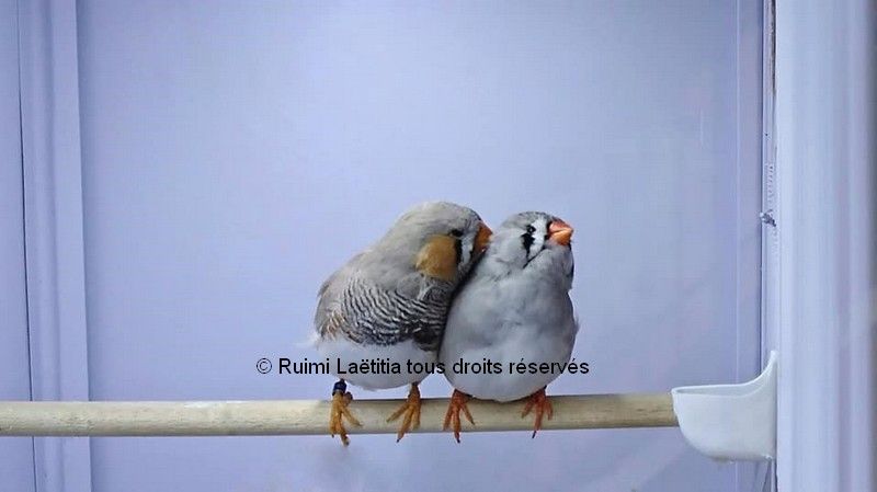 Couple diamant Mandarin perchoir LR 3