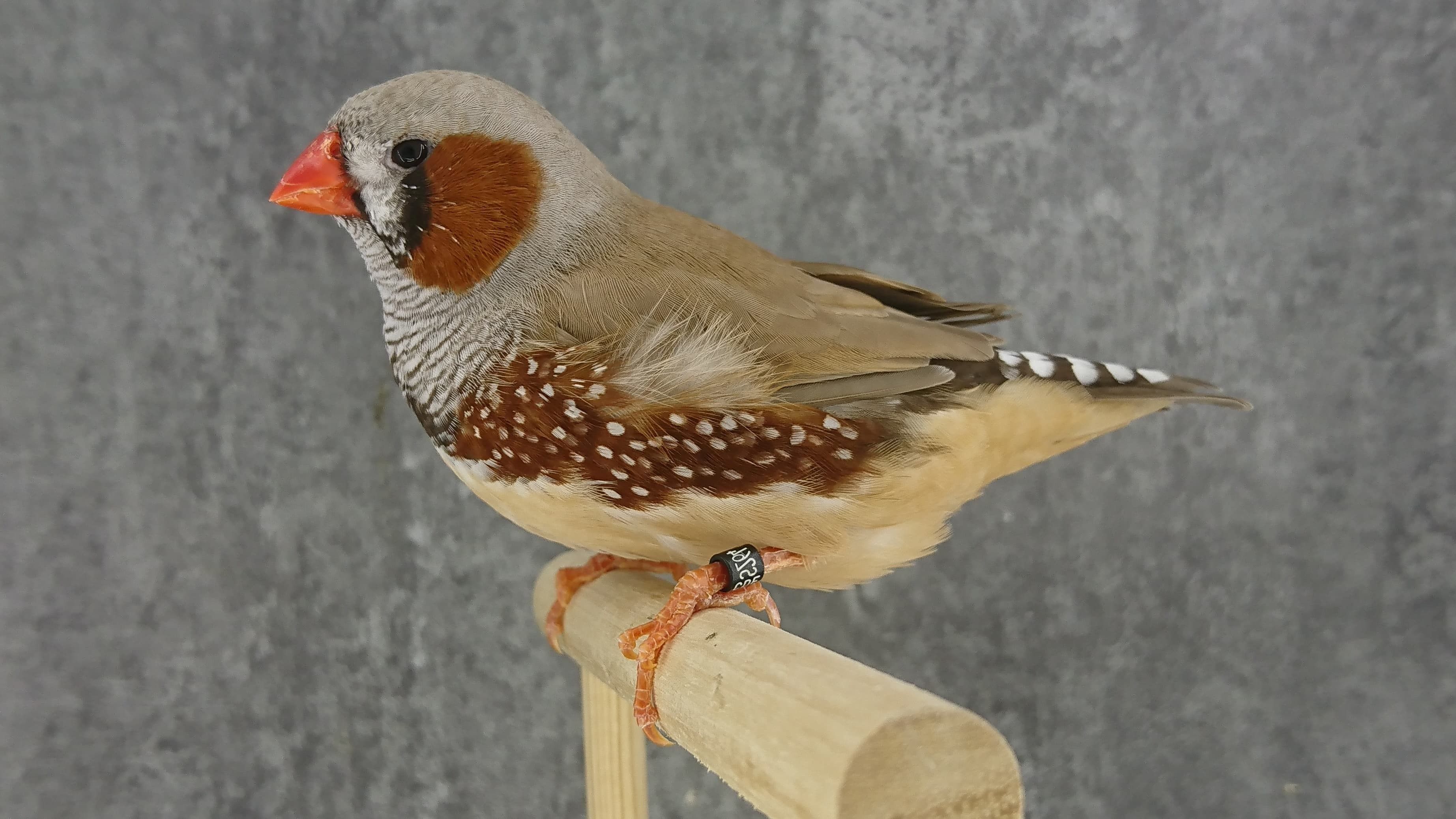 Mutation Mandarin brun mâle LR 6