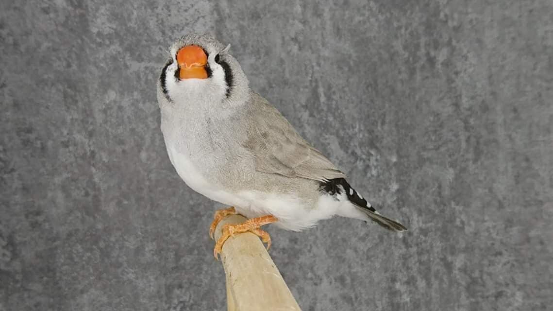 Mutation Mandarin dos gris femelle LR 5