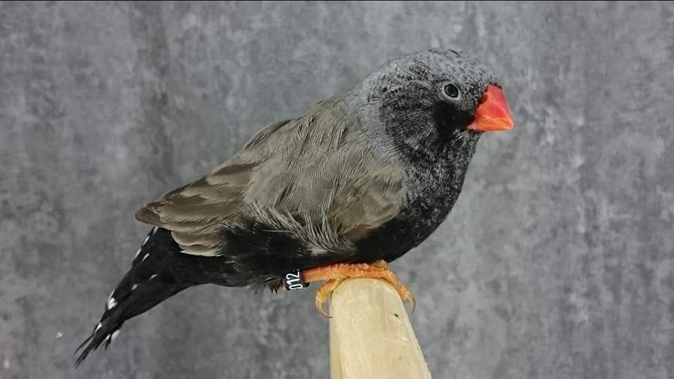 Mutation Mandarin eumo gris joues noires LR 13
