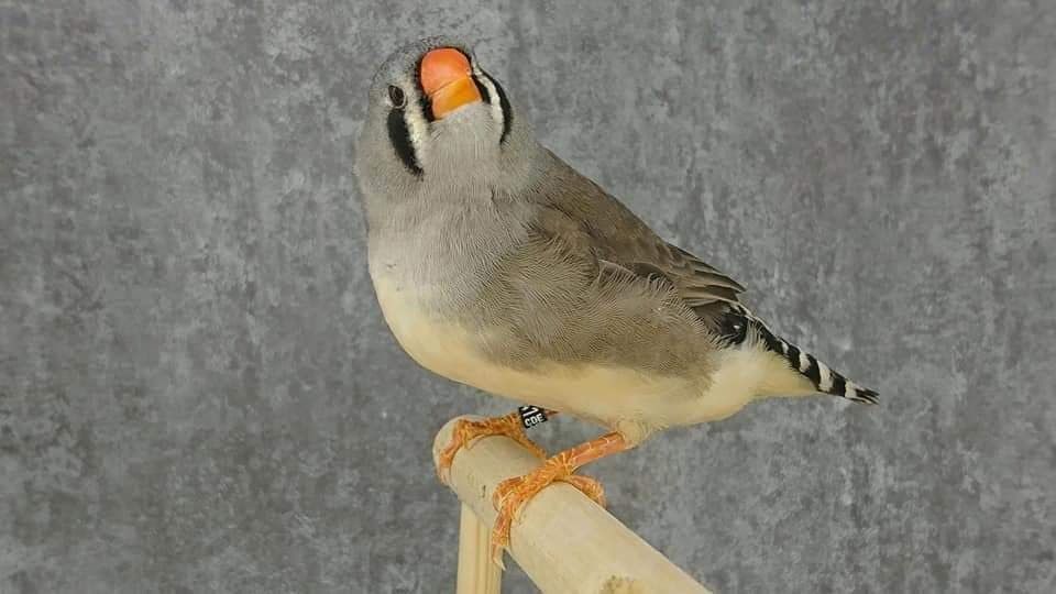 Mutation Mandarin gris femelle LR 4