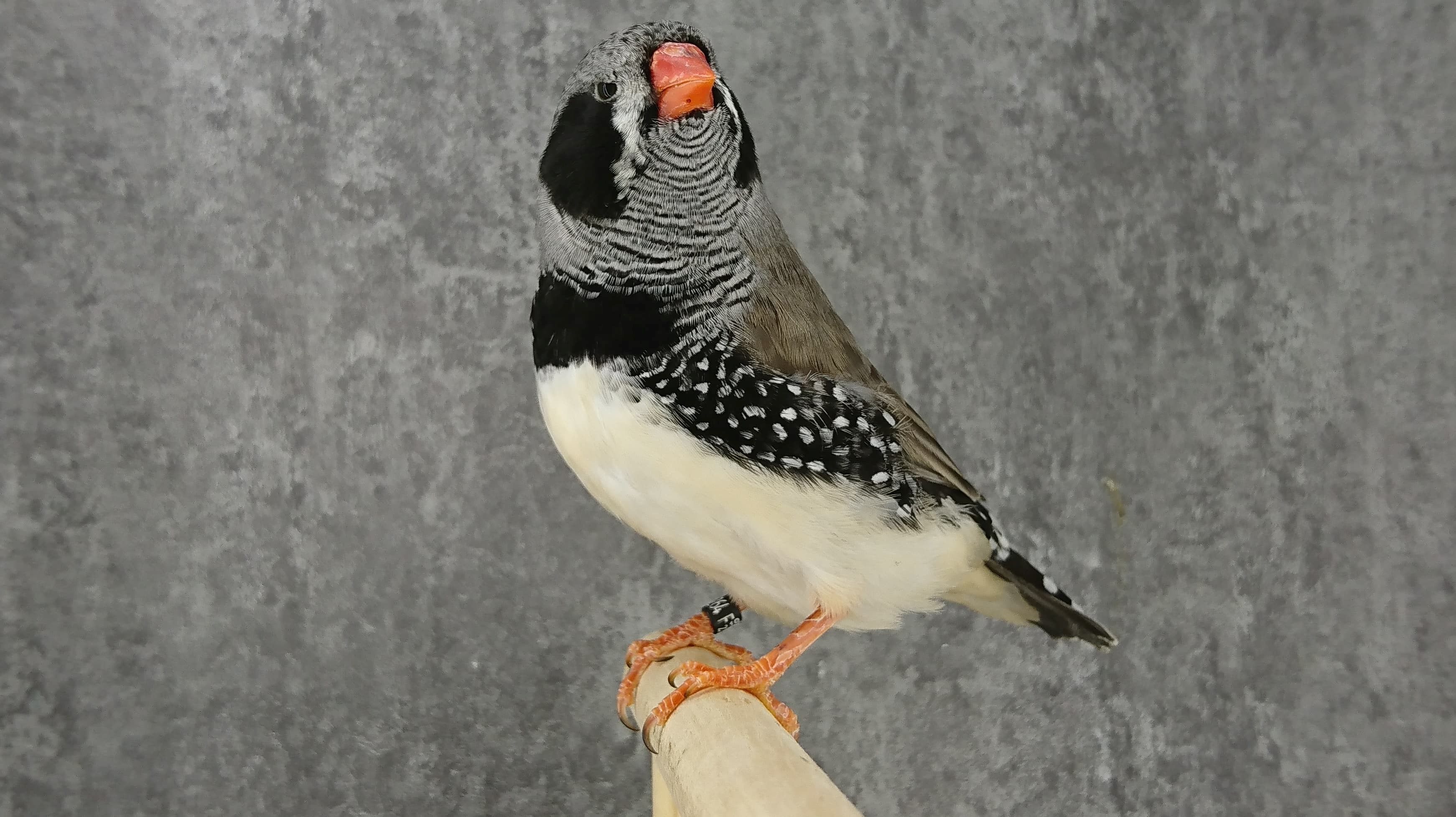 Mutation Mandarin gris joues noires mâle LR 7