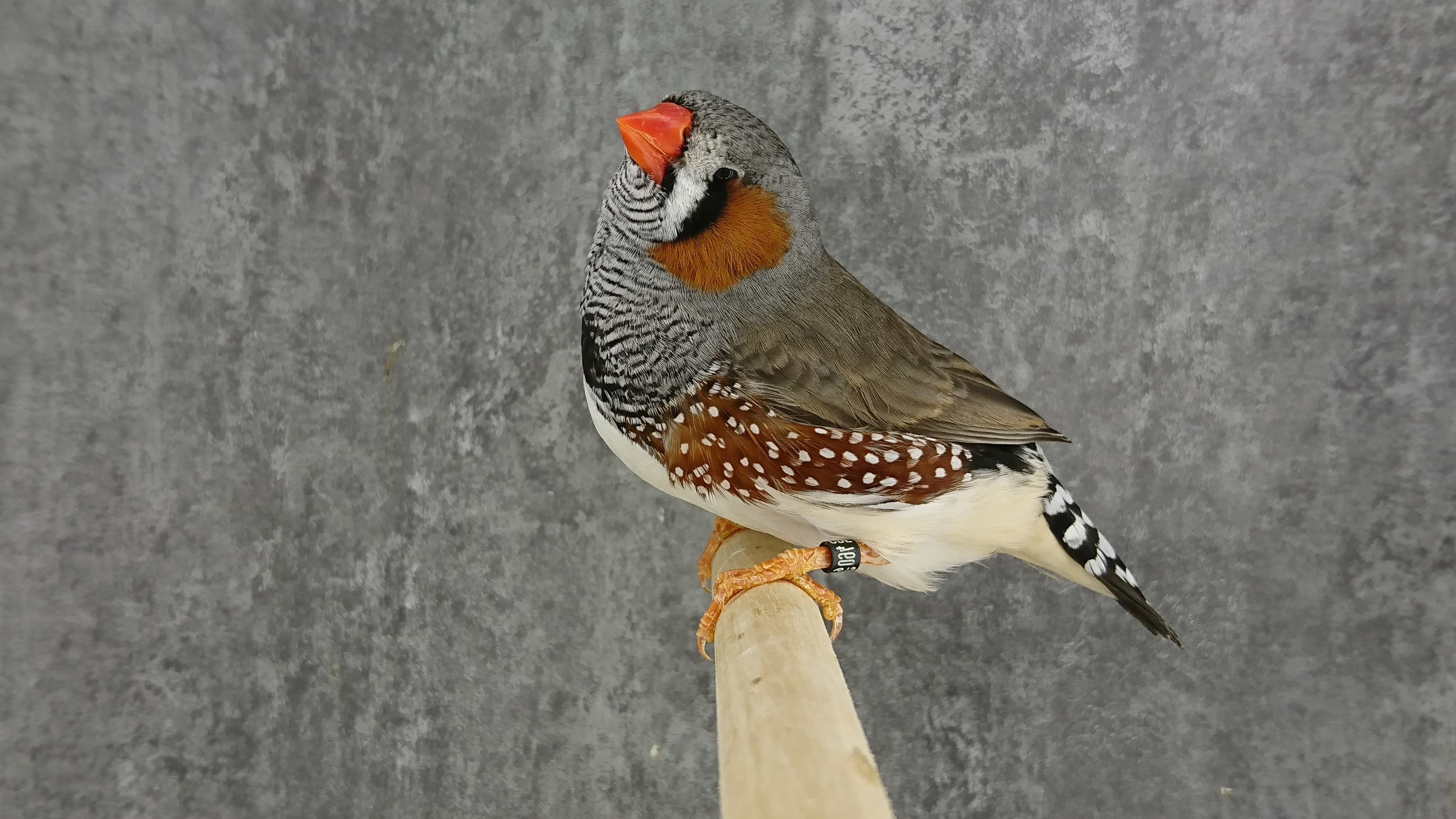 Mutation Mandarin gris mâle LR 4