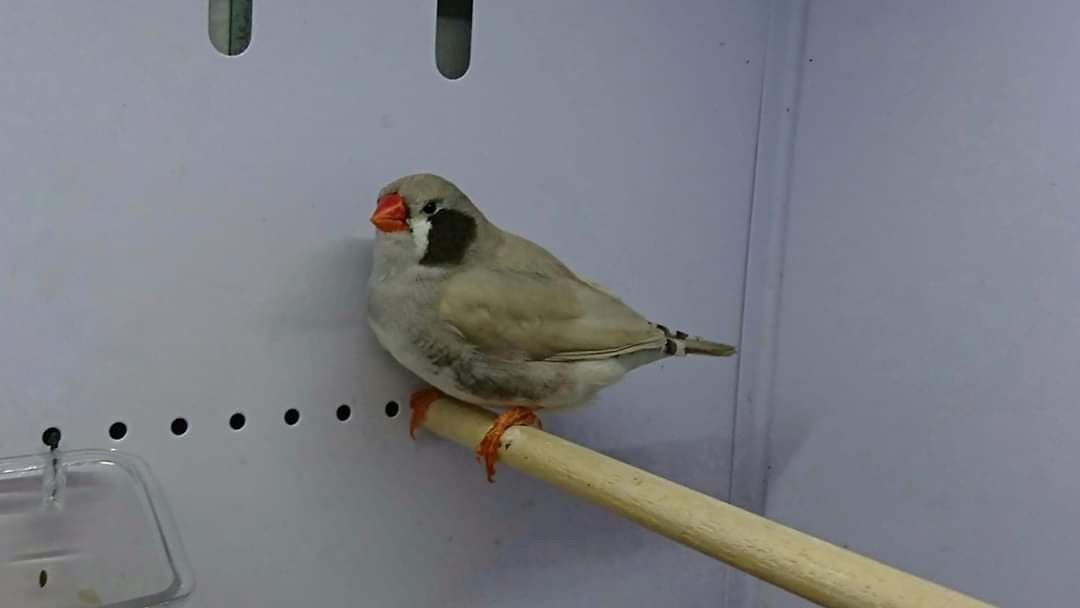 Mutation Mandarin pastel dos pale joues noires LR 12