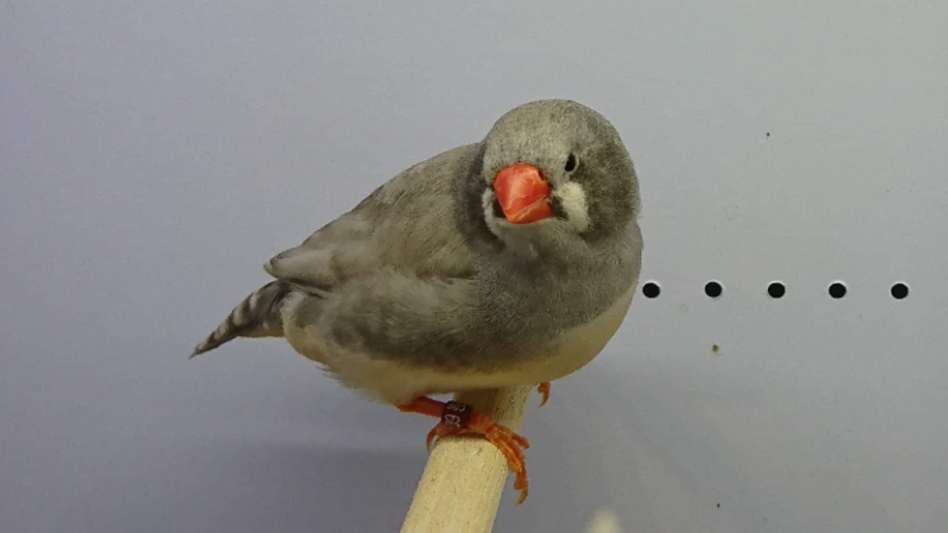 Mutation Mandarin pastelle gris joues noires femelle LR 16