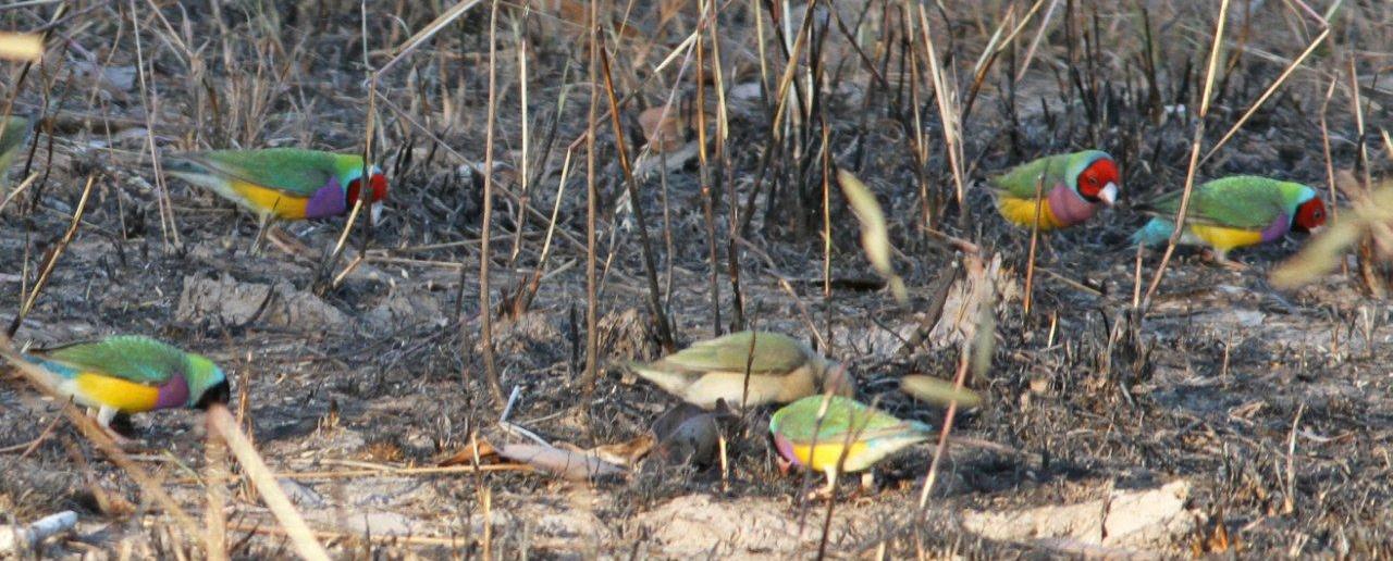 Groupe de gould qui mangent dans le milieu naturel