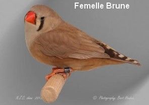 Diamant Mandarin Femelle Brune CT