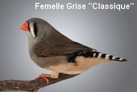 Diamant Mandarin Femelle Gris Classique CT