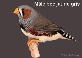 Diamant Mandarin Mâle Bec jaunes gris CT