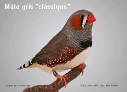 Diamant Mandarin Mâle Gris Classique CT