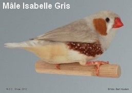Diamant Mandarin Mâle Isabelle Gris CT