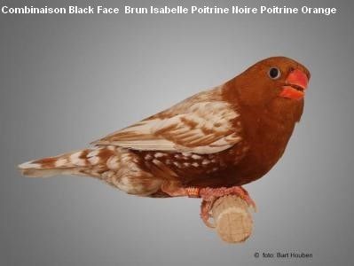 Diamant Mandarin Mâle black Isabelle face brun poitrine noire poitrine orange CT