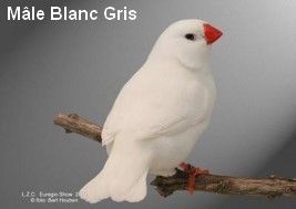 Diamant Mandarin Mâle blanc gris CT