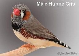 Diamant Mandarin Mâle hupé gris CT